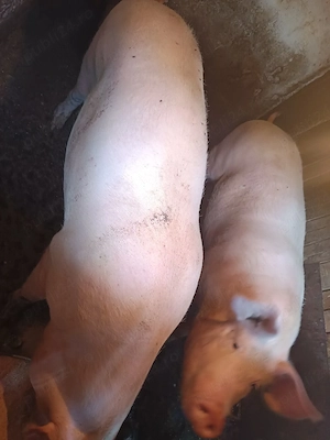 Vând porc 