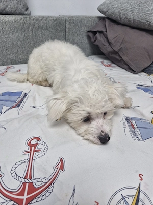 Vind bichon metis - imagine 3