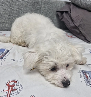 Vind bichon metis - imagine 2