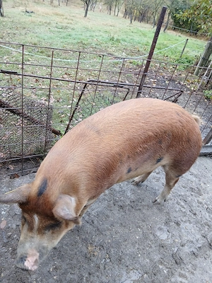 vând  porc