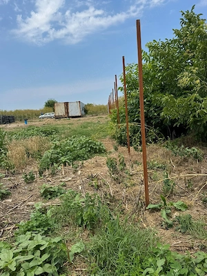 Teren intravilan de vânzare - Tămădău Mare (25 km de București)  - imagine 4