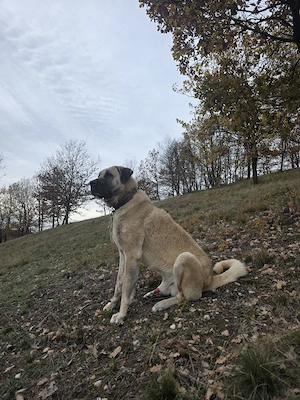Mascul Kangal Malakli  - imagine 4