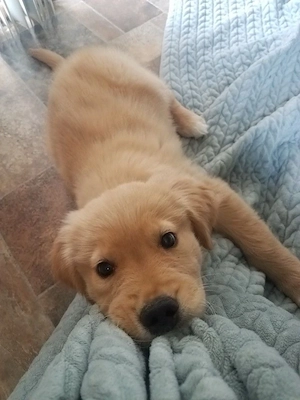 Golden Retriever 