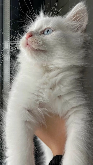 Maine Coon puiuti  - imagine 2