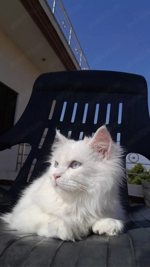 Maine Coon puiuti  - imagine 4