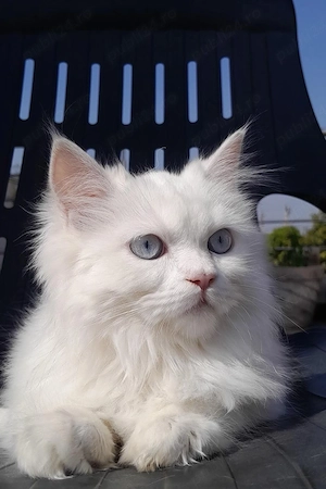 Maine Coon puiuti  - imagine 3