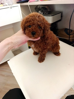 Caniche  Pudel Red mini toy  - imagine 2