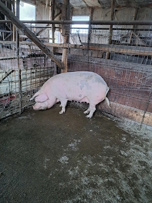 Vând porc pentru sacrificat.  - imagine 4