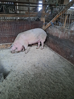 Vând porc pentru sacrificat.  - imagine 5