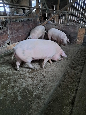 Vând porc pentru sacrificat.  - imagine 3