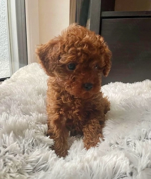 Caniche Pudel Poodle red mini toy  - imagine 2