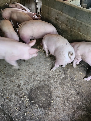 Vând porci crescuți in gospodarie - imagine 3