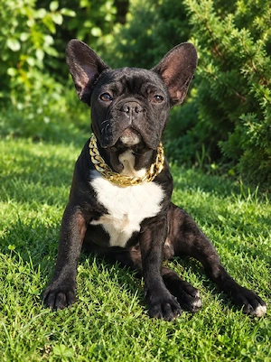 Bulldog francez mascul