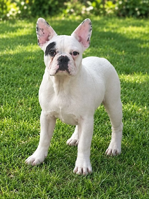 Bulldog francez femela 