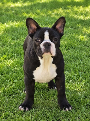 Bulldog francez mascul 