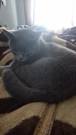 pisica British Blue Shorthair - imagine 2