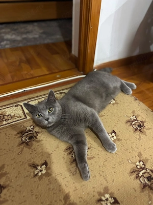 pisica British Blue Shorthair