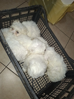 Bichon maltez mini