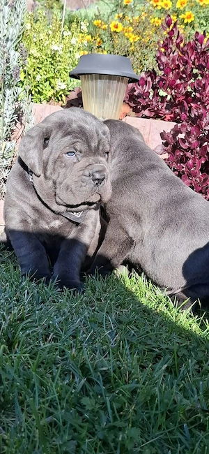 Vand pui cane corso