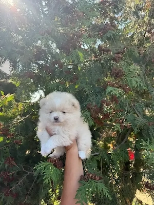 pomeranian