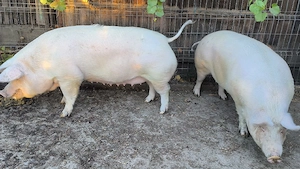 Porci de carne