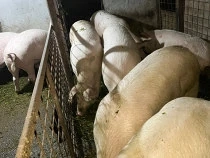 Porci de ținut sau de sacrificat