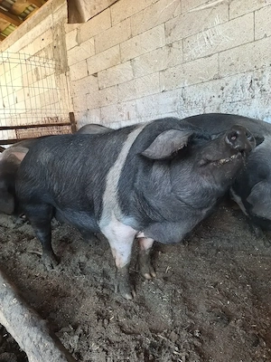 Porci bazna de vânzare 