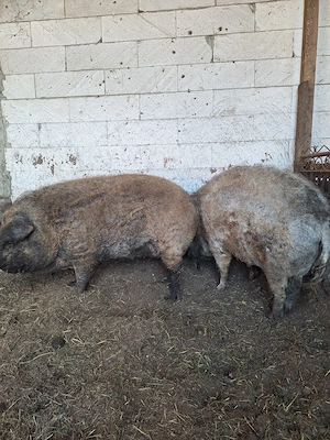 Porci mangalita  - imagine 2