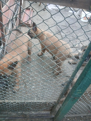 pui belgieni malinois originali - imagine 4