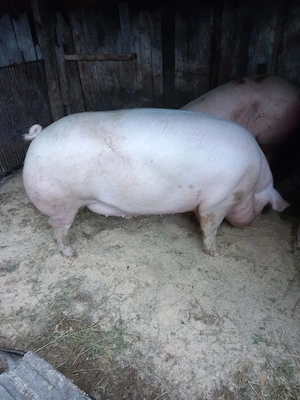 Vand porci 300-350kg