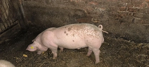 Purcei de vanzare