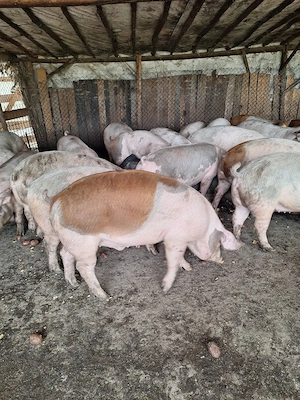 Porci duroc landrace 
