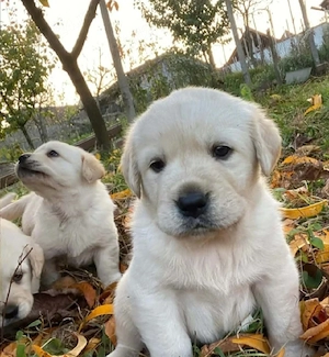 Labrador Retriever 
