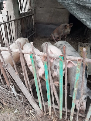 Porci de vanzare 