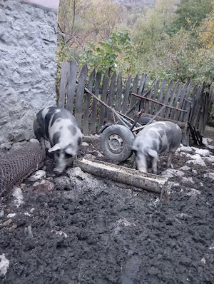 Vand porc pentru sacrificat 