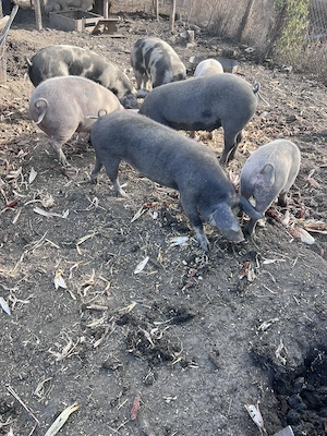 Vând porci pentru taiat