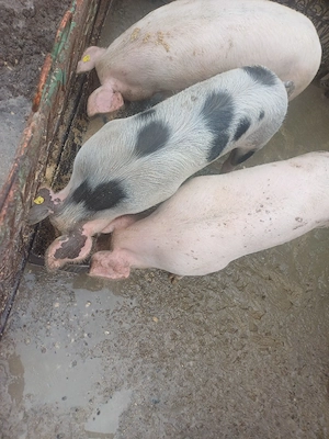 vand porci de carne  - imagine 2