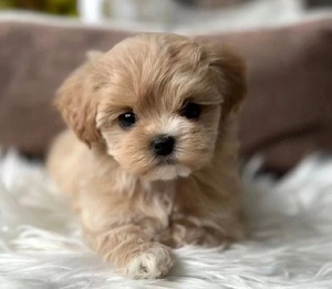 Pui  Maltipoo