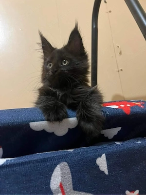 Maine Coon puisor - imagine 2
