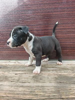 Pui amstaff vand schimb