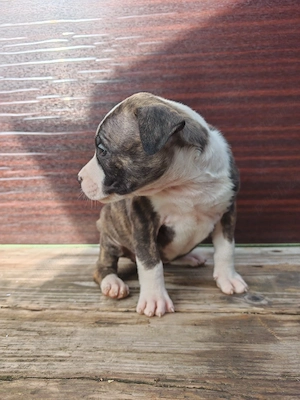 Pui amstaff vand schimb - imagine 3
