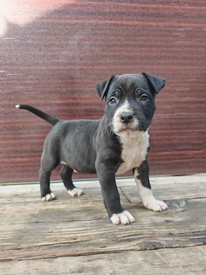 Pui amstaff vand schimb - imagine 4