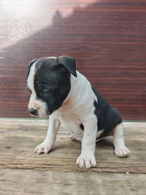 Pui amstaff vand schimb - imagine 2