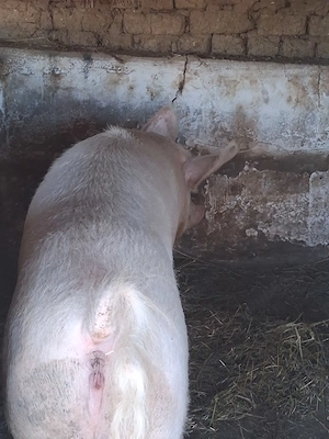 Vand porc  marele alb intre 280 -300 kg 