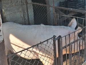 Vand porc  marele alb intre 280 -300 kg  - imagine 3