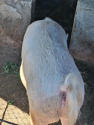 Vand porc  marele alb intre 280 -300 kg  - imagine 5