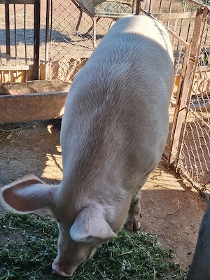 Vand porc  marele alb intre 280 -300 kg  - imagine 2