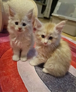 Maine coon - imagine 2