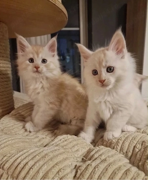 Maine coon