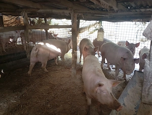 Vând porci grași 